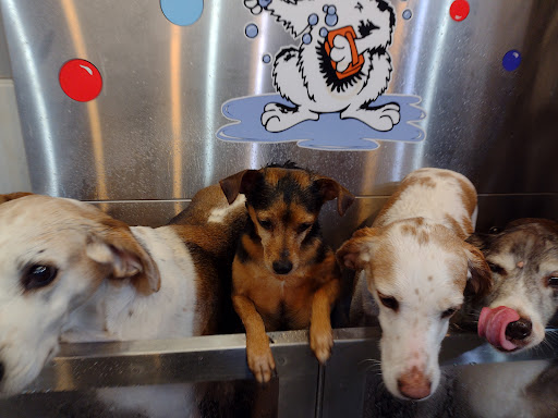 Pet Groomer «Belly scRubs Self Service Pet Wash», reviews and photos, 119 WV-34 #1, Hurricane, WV 25526, USA