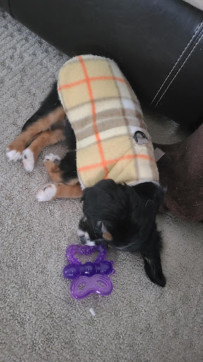 Pet Supply Store «K-9 Specialties», reviews and photos, 31936 Mound Rd, Warren, MI 48092, USA