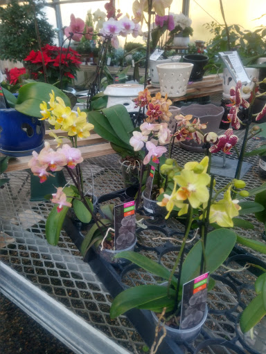 Florist «Nunan Florist & Greenhouses», reviews and photos, 269 Central St, Georgetown, MA 01833, USA