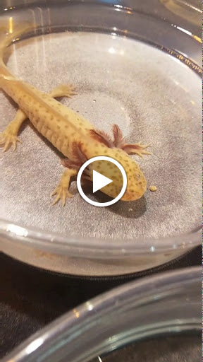 Convention Center «Northshore Harbor Center», reviews and photos, 100 Harbor Center Blvd, Slidell, LA 70461, USA