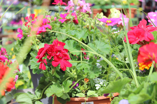 Farm «Pope Farms Produce & Garden Center», reviews and photos, 6501 W 28th St, Greeley, CO 80634, USA