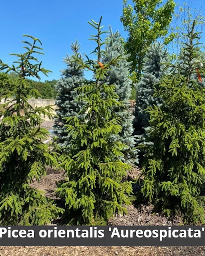 Landscaping Supply Store «Kirkwood Gardens», reviews and photos, 2701 Barrett Station Rd, Ballwin, MO 63021, USA