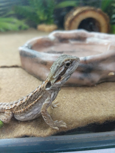 Pet Store «PetSmart», reviews and photos, 17150 Ventura Blvd, Encino, CA 91316, USA