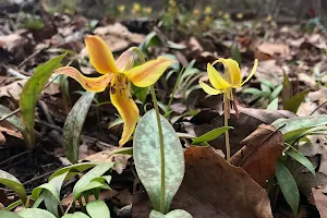 Wolf Creek Trout Lily Preserve image