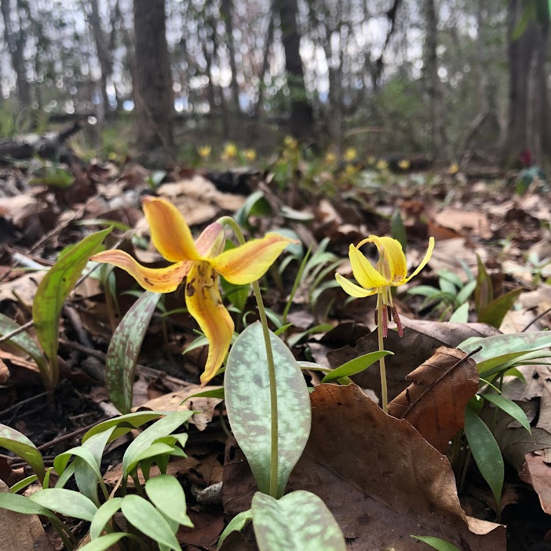 Wolf Creek Trout Lily Preserve