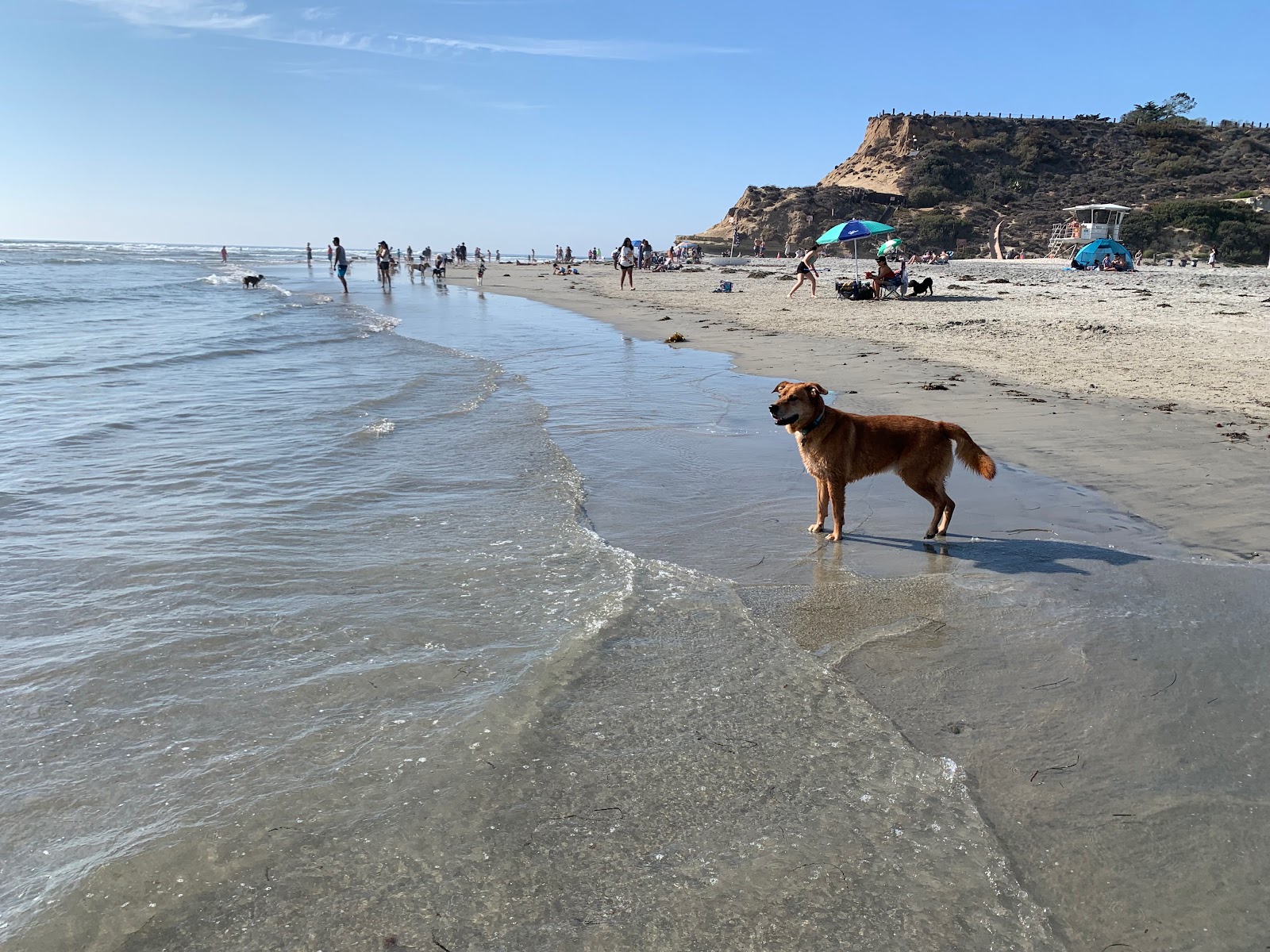 Fotografie cu Del Mar Dog beach cu nivelul de curățenie înalt