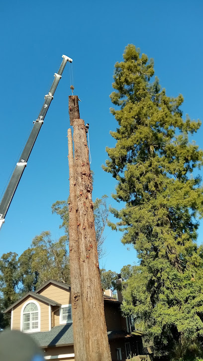 California Tree Care
