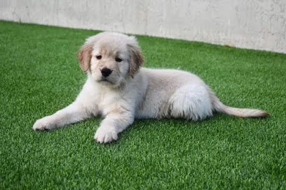 Golden Retriever Puppies - Servicios para mascota en Barcelona
