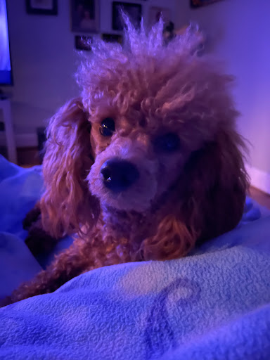 Pet Supply Store «PetSmart», reviews and photos, 7225 Bell Creek Rd Ste 228, Mechanicsville, VA 23111, USA