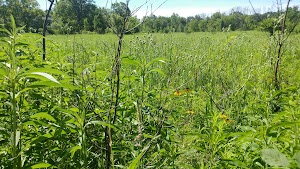 Berkeley Prairie Forest Preserve - photo 4