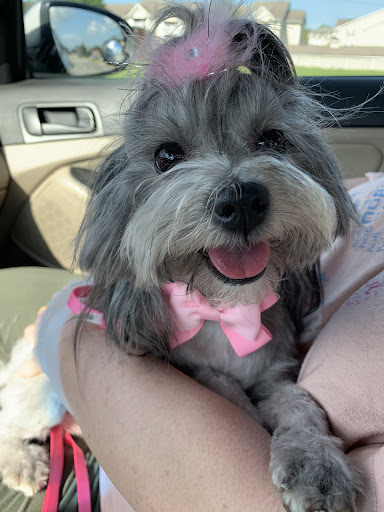 Pet Store «Boiling Springs Pet World», reviews and photos, 2651 Boiling Springs Rd, Spartanburg, SC 29316, USA