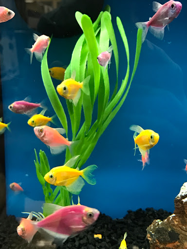 Pet Supply Store «Petco Animal Supplies», reviews and photos, 8213 Hwy 72 W c, Madison, AL 35758, USA