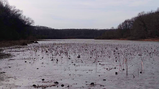 Nature Preserve «Bullfrog Lake», reviews and photos, 9600 Wolf Rd, Willow Springs, IL 60480, USA
