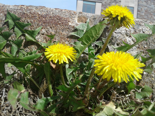 Golf Course «Morris County Golf Club», reviews and photos, 36 Punch Bowl Rd, Morristown, NJ 07960, USA