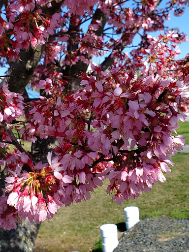 Park «Gough Park», reviews and photos, 9300 Honeygo Blvd, Perry Hall, MD 21128, USA