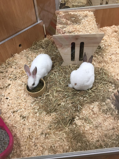 Rabbits for sale Swindon