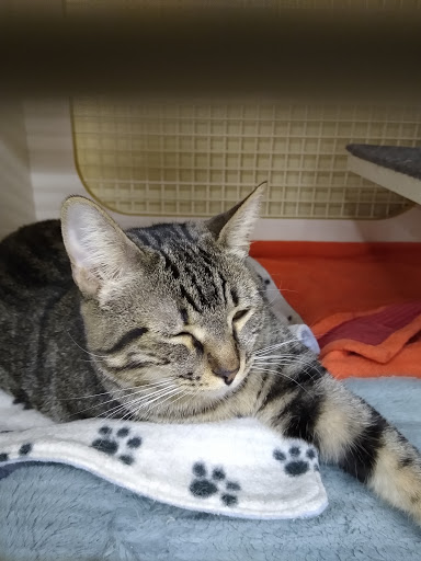 Pet Supply Store «Petco Animal Supplies», reviews and photos, 205 Palm Bay Rd NE #155, West Melbourne, FL 32904, USA