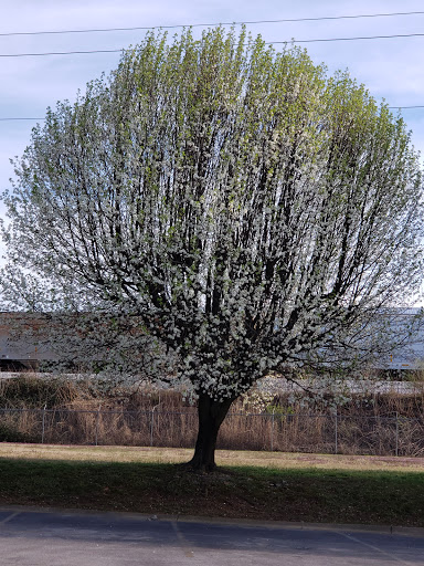 Tobacco Shop «Discount Tobacco Shoppe», reviews and photos, 2501 Lebanon Pike, Nashville, TN 37214, USA