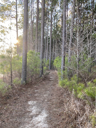 Wolf River Trails