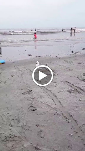 General Store «Long Sands General Store», reviews and photos, 121 Long Beach Ave, York, ME 03909, USA