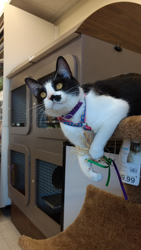 Pet Supply Store «Petco Animal Supplies», reviews and photos, 9687 Kenwood Rd, Blue Ash, OH 45242, USA