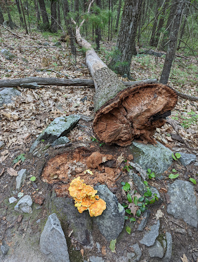 State Park «Lowell-Dracut-Tyngsborough State Forest», reviews and photos, Trotting Park Rd, Dracut, MA 01826, USA