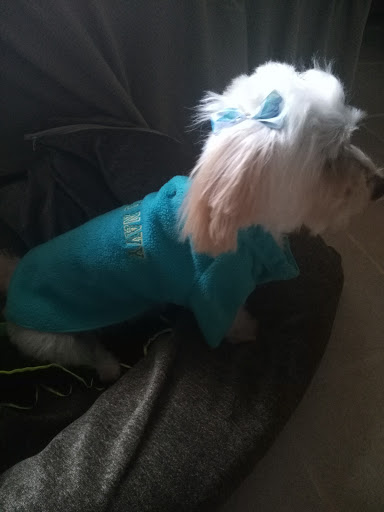 Pet Supply Store «Dog Krazy, Inc.», reviews and photos, 10681 Spotsylvania Ave, Fredericksburg, VA 22408, USA