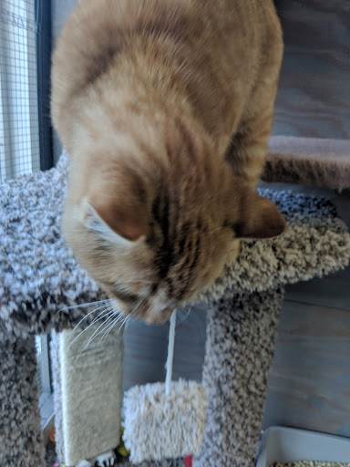 Pet Supply Store «Healthy Pet», reviews and photos, 16140 Boones Ferry Rd, Lake Oswego, OR 97035, USA