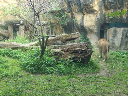 台北市立动物园非洲狮区