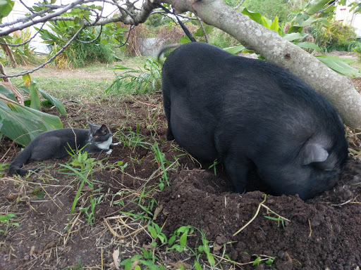 Winery «Sons & Daughters Farm and Winery», reviews and photos, 5926 Fearnley Rd, Lake Worth, FL 33467, USA