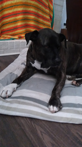 Pet Supply Store «Petco Animal Supplies», reviews and photos, 6015 Stage Rd, Bartlett, TN 38134, USA