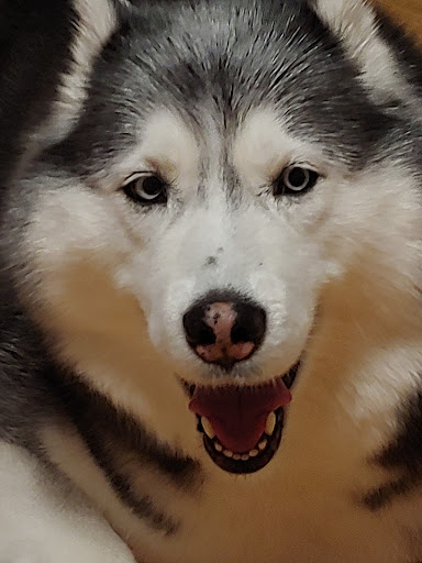 Pet Supply Store «PetSmart», reviews and photos, 162 S Gary Ave, Bloomingdale, IL 60108, USA