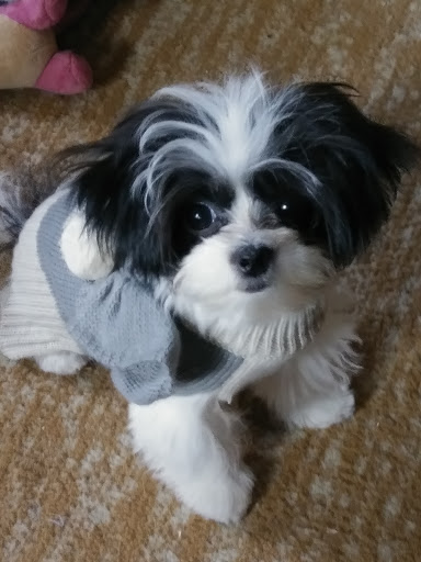 Pet Supply Store «Petco Animal Supplies», reviews and photos, 438 Southbridge St, Auburn, MA 01501, USA