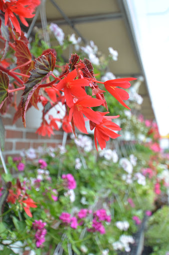 Florist «Flowerama Florist: Westerville», reviews and photos, 635 S State St, Westerville, OH 43081, USA