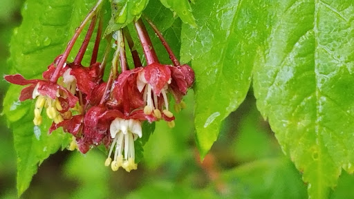 Park «West Hylebos Wetlands Park», reviews and photos, 411 S 348th St, Federal Way, WA 98003, USA