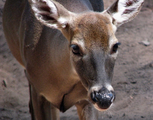 Non-Profit Organization «Dauset Trails Nature Center», reviews and photos, 360 Mt Vernon Church Rd, Jackson, GA 30233, USA
