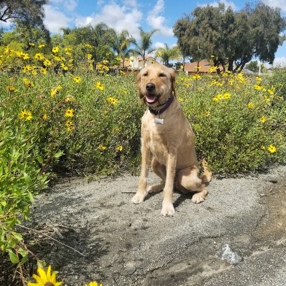 The Dog Next Door Training, LLC