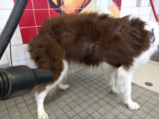 Pet Supply Store «Pet Food Express», reviews and photos, 5148 Stevens Creek Blvd, San Jose, CA 95129, USA