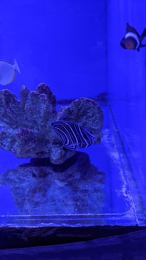 Aquarium «Coral Logic Aquarium LLC», reviews and photos, 7860 Gate Pkwy #108, Jacksonville, FL 32256, USA