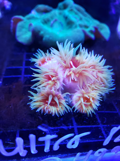 Aquarium Shop «Exotic Aquariums», reviews and photos, 7399 Bird Rd, Miami, FL 33155, USA