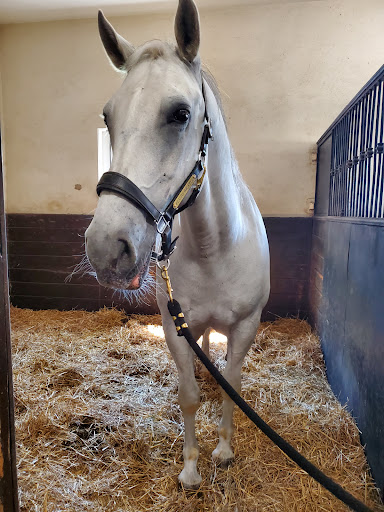 Tourist Attraction «The Tempel Lipizzans», reviews and photos, 17000 W Wadsworth Rd, Old Mill Creek, IL 60083, USA