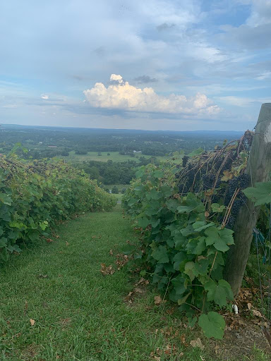 Winery «Bluemont Vineyard», reviews and photos, 18755 Foggy Bottom Rd, Bluemont, VA 20135, USA