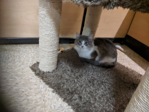 Pet Supply Store «PetSmart», reviews and photos, 1621 E Monte Vista Ave b, Vacaville, CA 95688, USA