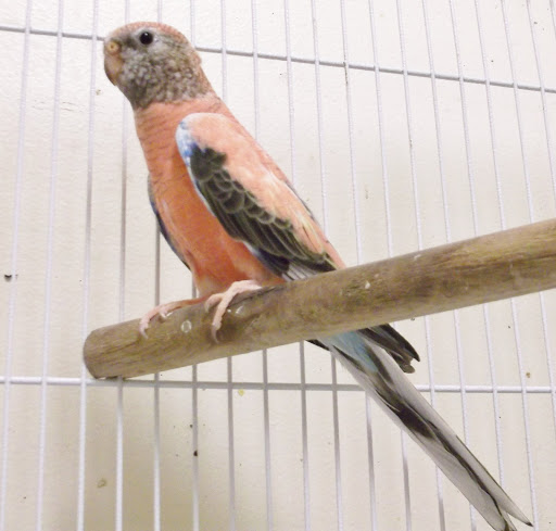 Pet Supply Store «Over Bridge Pet Supplies», reviews and photos, 24 Seneca St, Hornell, NY 14843, USA