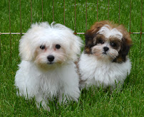 Preppy Pups - Photo 2 - Car repair in West Allis, WI, Milwaukee