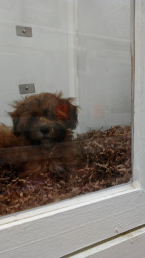 Pet Store «Puppy City», reviews and photos, 3343 Valley Pike, Winchester, VA 22602, USA