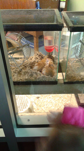 Pet Store «Southside Pet Shop», reviews and photos, 7031 Southside Dr, Louisville, KY 40214, USA