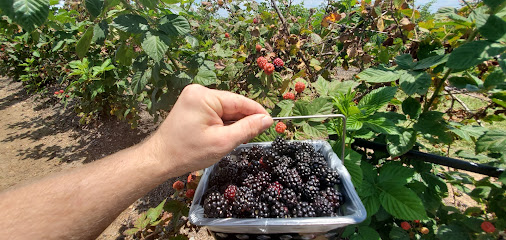Omi's Blackberry Farm