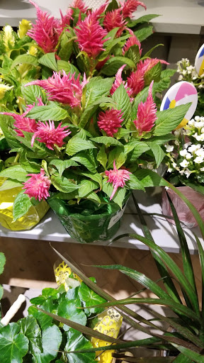 Grocery Store «Giant Food Stores», reviews and photos, 1008 Lititz Pike, Lititz, PA 17543, USA