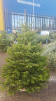 Christmas Trees Wales